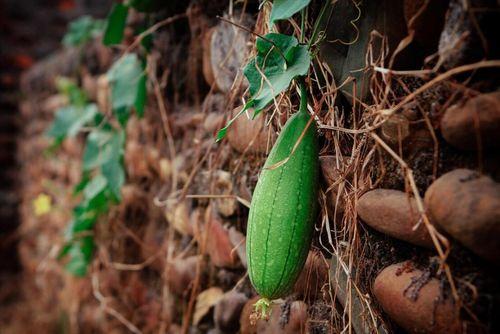 吃瓜吃了顶呱呱,揭秘“顶呱呱”吃瓜技巧与乐趣 第3张 吃瓜吃了顶呱呱,揭秘“顶呱呱”吃瓜技巧与乐趣 第3张