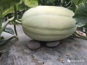 老祖吃瓜,揭秘娱乐圈那些不为人知的幕后故事  第3张