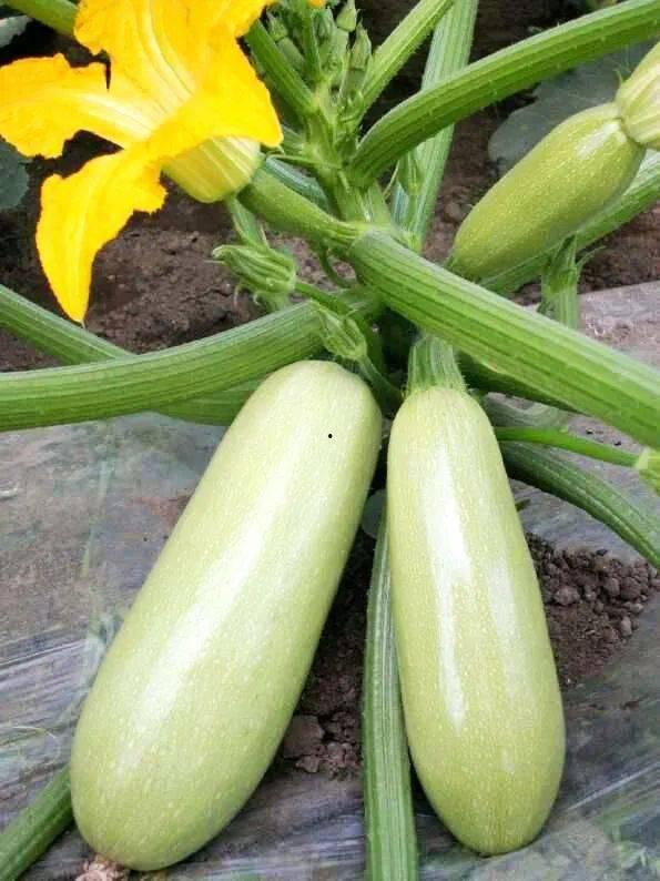 吃瓜西葫芦,揭秘瓜农的甜蜜生活与丰收喜悦  第3张