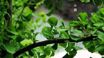 梦见节气吃瓜好吗,探寻梦境与自然的神秘联系 第3张 梦见节气吃瓜好吗,探寻梦境与自然的神秘联系 第3张