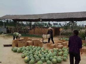 下沉广场打野吃瓜,揭秘街头文化新潮流  第1张