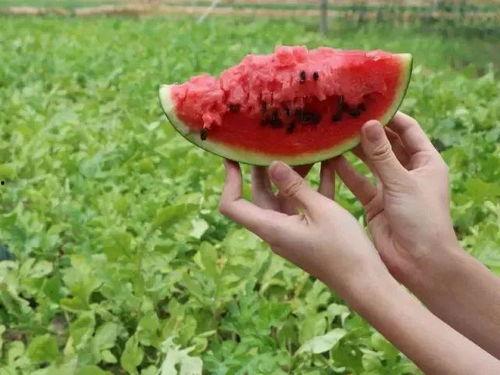 下沉广场打野吃瓜,揭秘街头文化新潮流  第2张