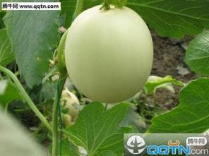 小孩瓜地吃甜瓜,小瓜娃子甜瓜园里的欢乐时光  第1张