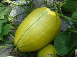 小孩瓜地吃甜瓜,小瓜娃子甜瓜园里的欢乐时光  第3张