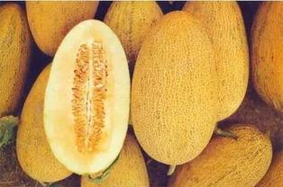 吃冰哈密瓜呕吐腹痛,呕吐腹痛背后的真相  第1张