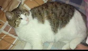 猫咪吃瓜声音,猫咪吃瓜的趣味瞬间  第1张