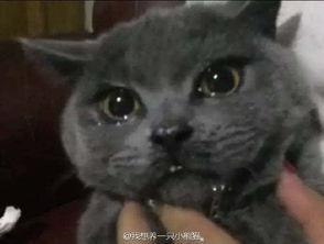 猫咪吃瓜声音,猫咪吃瓜的趣味瞬间  第2张