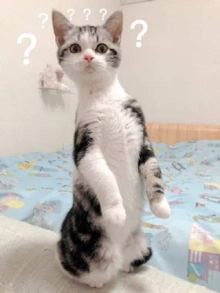 猫咪吃瓜声音,猫咪吃瓜的趣味瞬间  第3张