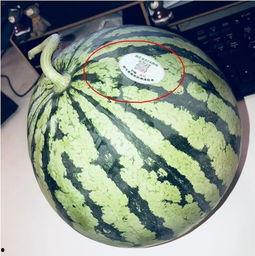 揭阳网红吃瓜,揭秘网络热点的背后真相  第1张