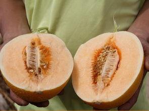 温差吃瓜,吃瓜解暑新风尚  第1张