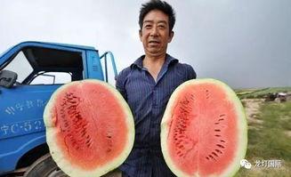 温差吃瓜,吃瓜解暑新风尚  第2张