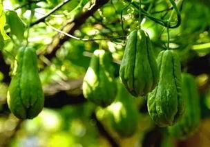 温差吃瓜,吃瓜解暑新风尚  第3张