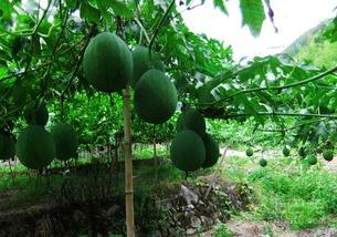 吊瓜是吃瓜还是吃籽的,是品味甘甜还是咀嚼籽香？