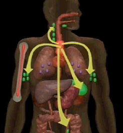 腺象体手术后可以吃瓜吗,瓜类食物的适宜摄入时间  第2张