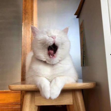 吃瓜头像小猫图文,小猫化身“吃瓜群众”的趣味瞬间  第2张