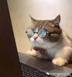 吃瓜头像小猫图文,小猫化身“吃瓜群众”的趣味瞬间  第3张