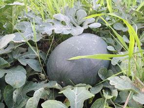 宋老板吃瓜 第3张 宋老板吃瓜 第3张