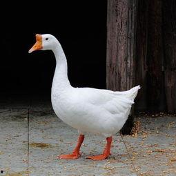 吃瓜鹅完整视频 第1张 吃瓜鹅完整视频 第1张