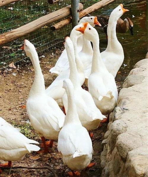 吃瓜鹅完整视频 第2张 吃瓜鹅完整视频 第2张