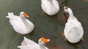 吃瓜鹅完整视频 第3张 吃瓜鹅完整视频 第3张