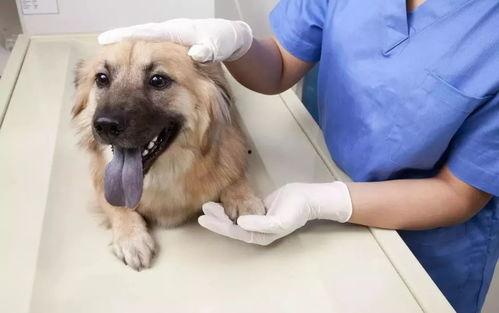 瓜女婿回门吃虱子,瓜女婿意外吃下虱子  第3张