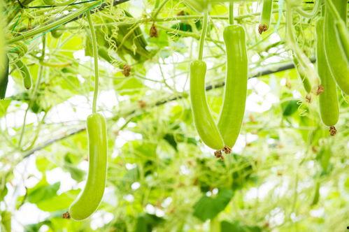 绿蛙吃瓜,一场生态与美食的邂逅