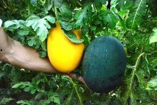 瞎吃瓜后果,揭秘网络谣言的真相与影响  第1张