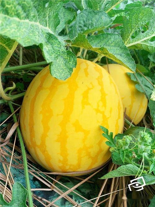 吃瓜阿海,揭秘娱乐圈背后的那些事儿