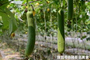 脑梗可以吃瓜不 第2张 脑梗可以吃瓜不 第2张