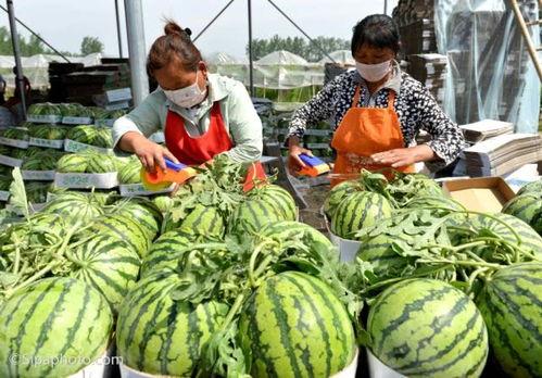 莱瓜怎吃,从挑选到烹饪的全方位指南  第3张