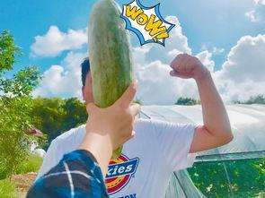 网红吃瓜游戏,揭秘娱乐圈幕后风云  第3张