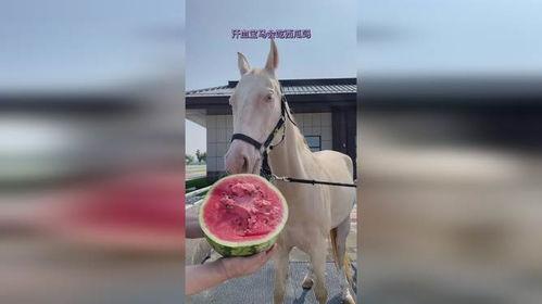 吃瓜的某马,一场网络热点的狂欢与反思  第1张