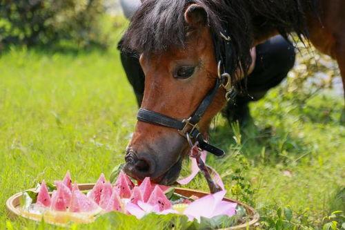 吃瓜的某马,一场网络热点的狂欢与反思  第2张