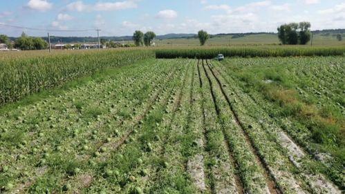 助农卖瓜吃瓜群众 第2张 助农卖瓜吃瓜群众 第2张