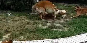 柯基吃瓜群众助威,吃瓜群众狂欢盛宴  第3张