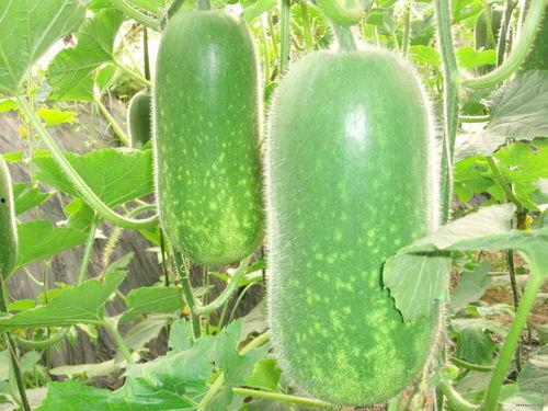 chemms吃瓜 第3张 chemms吃瓜 第3张