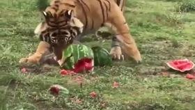 吃瓜的老虎作品  第2张