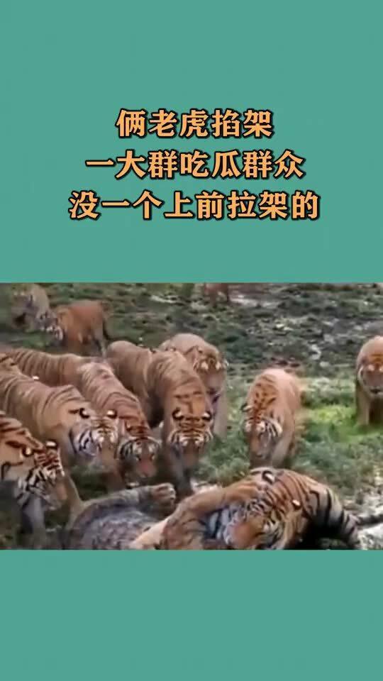 吃瓜的老虎作品  第3张