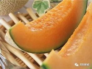 哈密瓜节哪里有瓜吃,瓜香四溢，尽享甜蜜盛宴  第2张