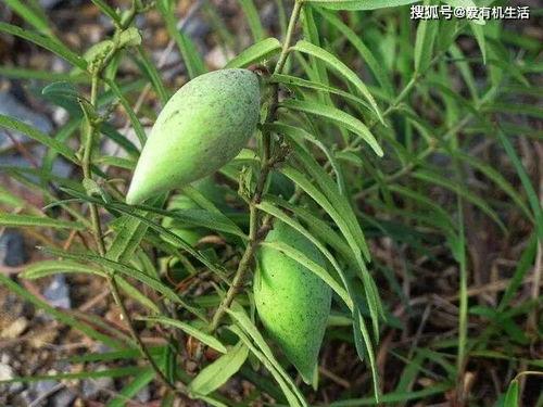 地梢瓜咋吃  第2张