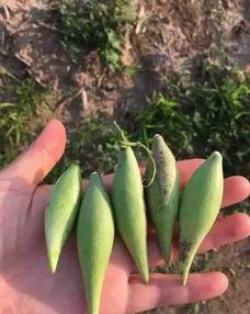 地梢瓜咋吃  第3张